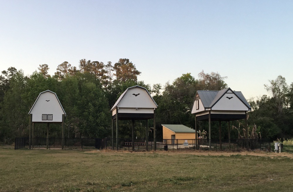 Bat Gainesville Ga at Jason Hardy blog